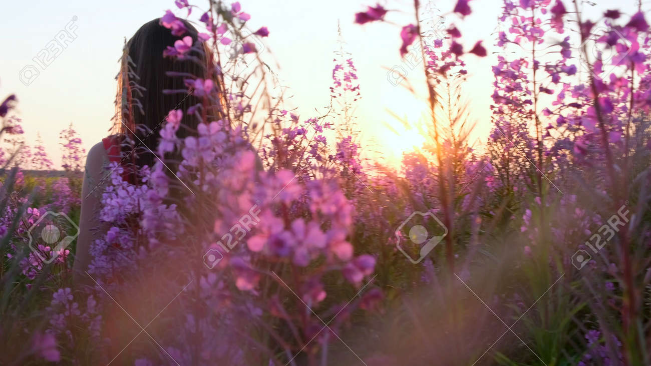 View back of young brunette woman walks along pink field among florets of willow tea, she touch flowers blooming sally.Girl in tall stems of fireweed on bright sunny evening at sunset - 171452828 View back of young brunette woman walks along pink field among florets of willow tea, she touch flowers blooming sally.Girl in tall stems of fireweed on bright sunny evening at sunset - 171452828
