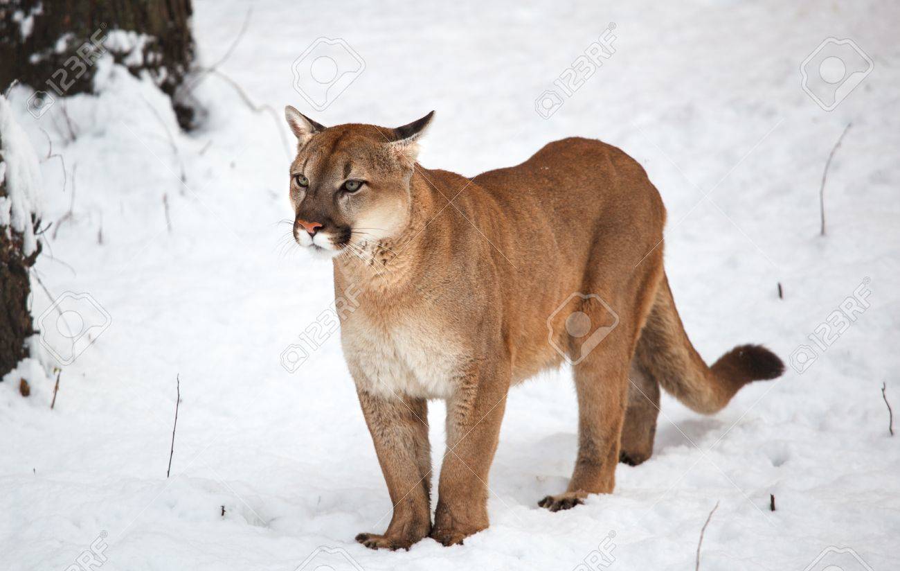 puma des neiges
