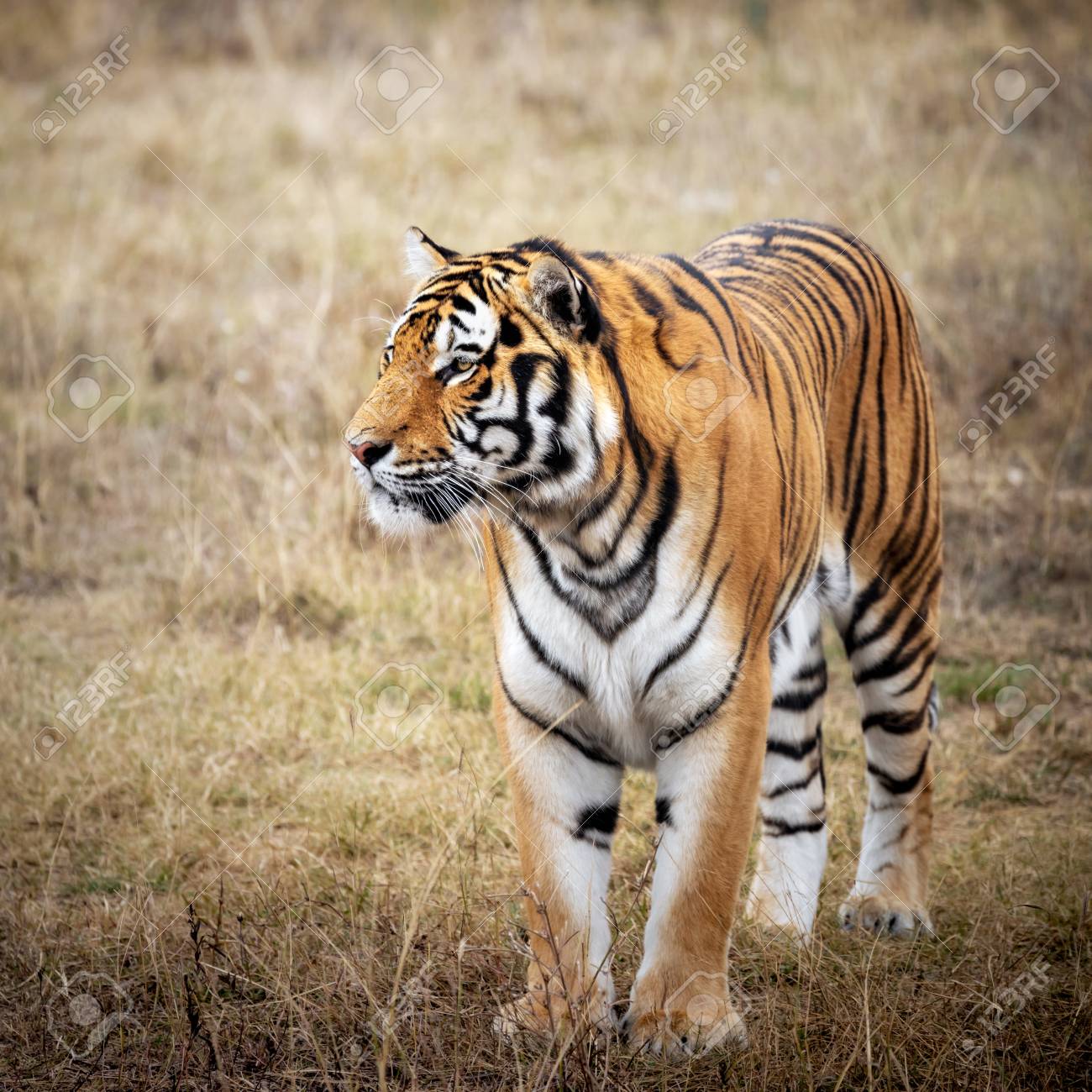 美しい黄金の光の虎 の写真素材 画像素材 Image