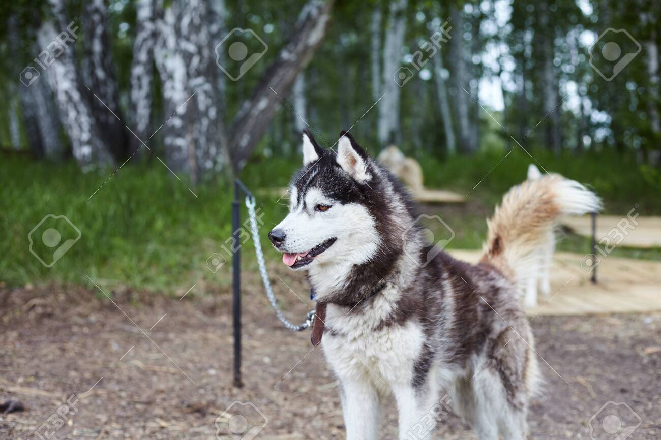 siberian husky kennel