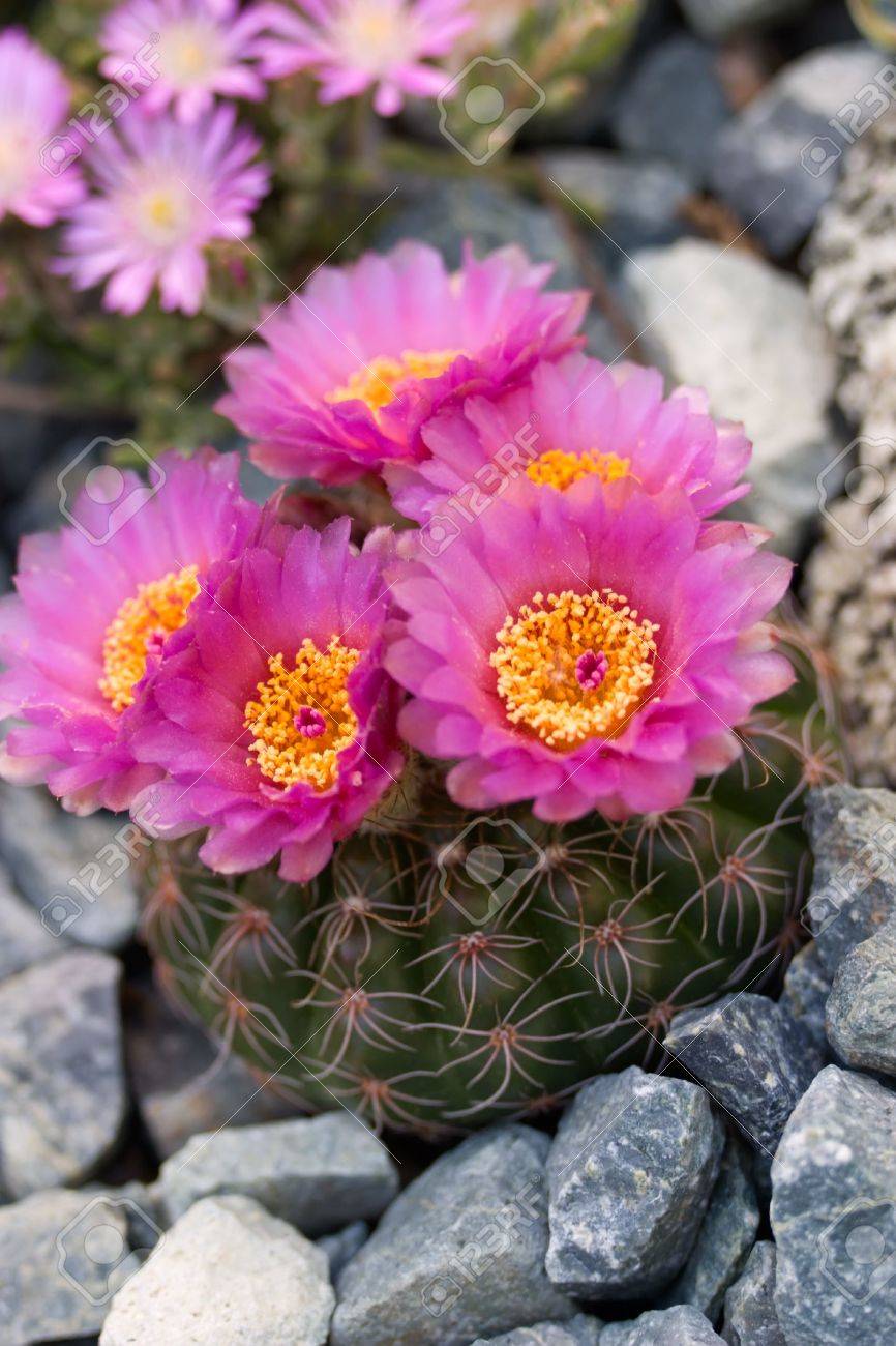 Seltene Gelegenheit Von Blühenden Blumen Der Notocactus Im ... Seltene Gelegenheit Von Blühenden Blumen Der Notocactus Im ...