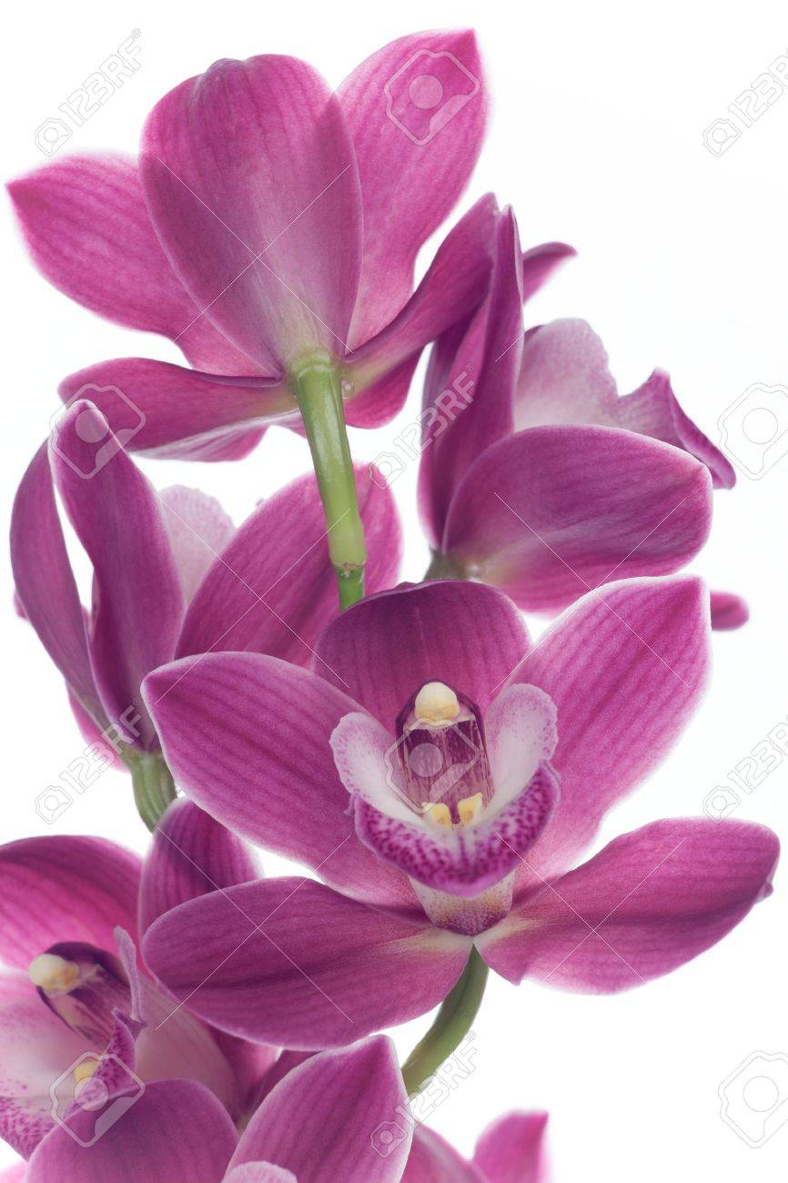 Gorgeous magenta Cymbidium orchid flower over white background - 17902376 Gorgeous magenta Cymbidium orchid flower over white background - 17902376