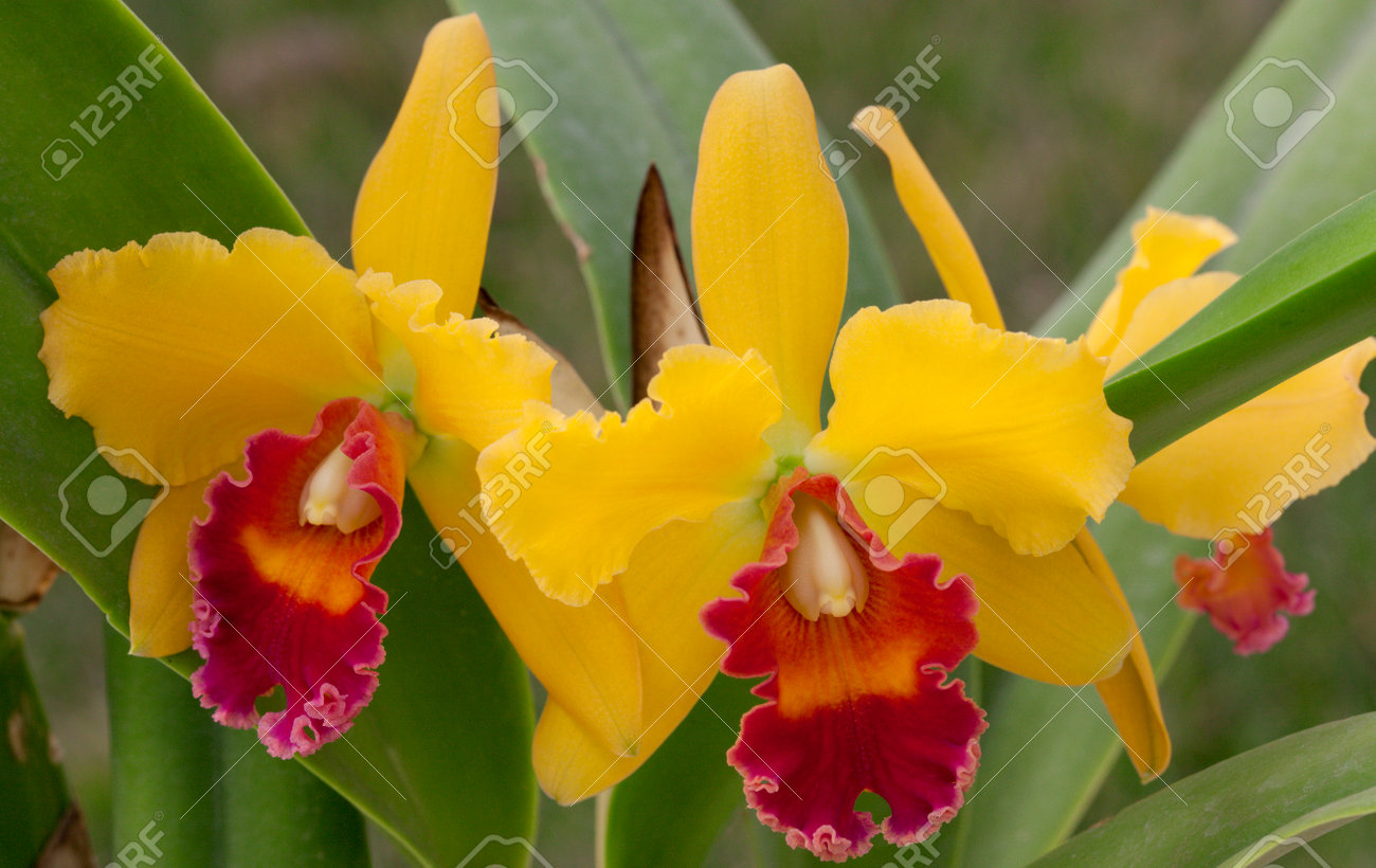 Gorgeous yellow and magenta orchid flowers in a garden (Cattleya sp) - 162557493 Gorgeous yellow and magenta orchid flowers in a garden (Cattleya sp) - 162557493