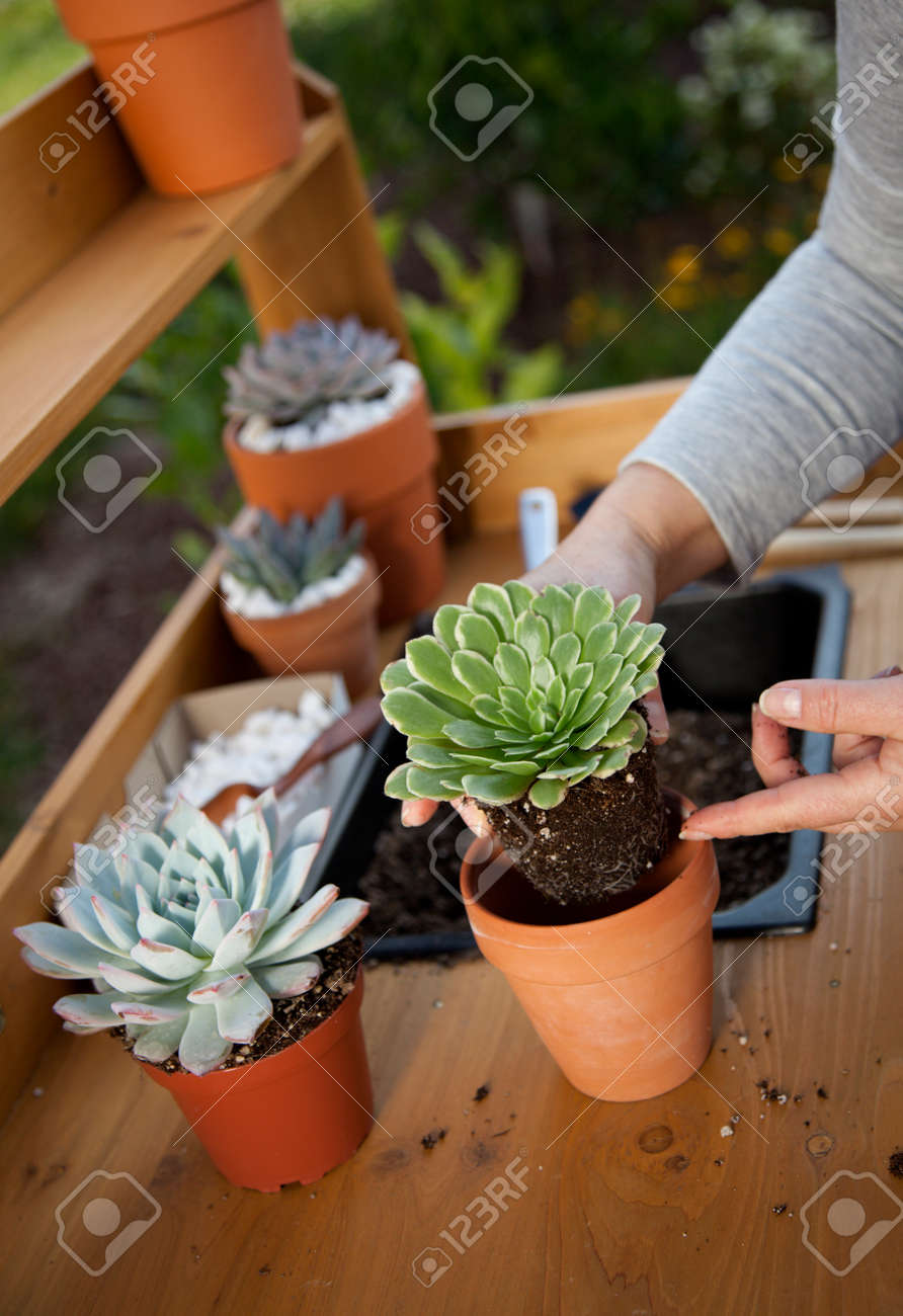 Planting succulent plant into a clay pot at garden bench in a backyard. - 165024012 Planting succulent plant into a clay pot at garden bench in a backyard. - 165024012