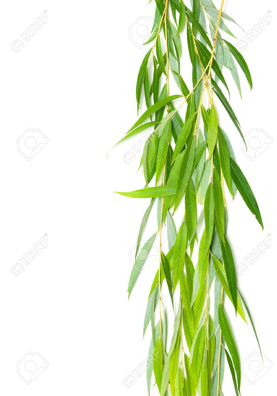 白い背景で隔離の葉で柳の枝 の写真素材 画像素材 Image