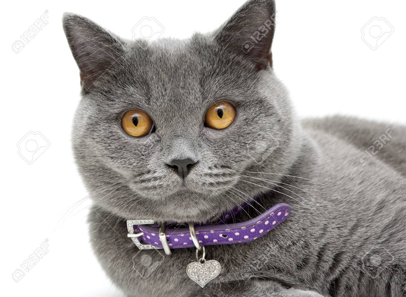 grey cat collar