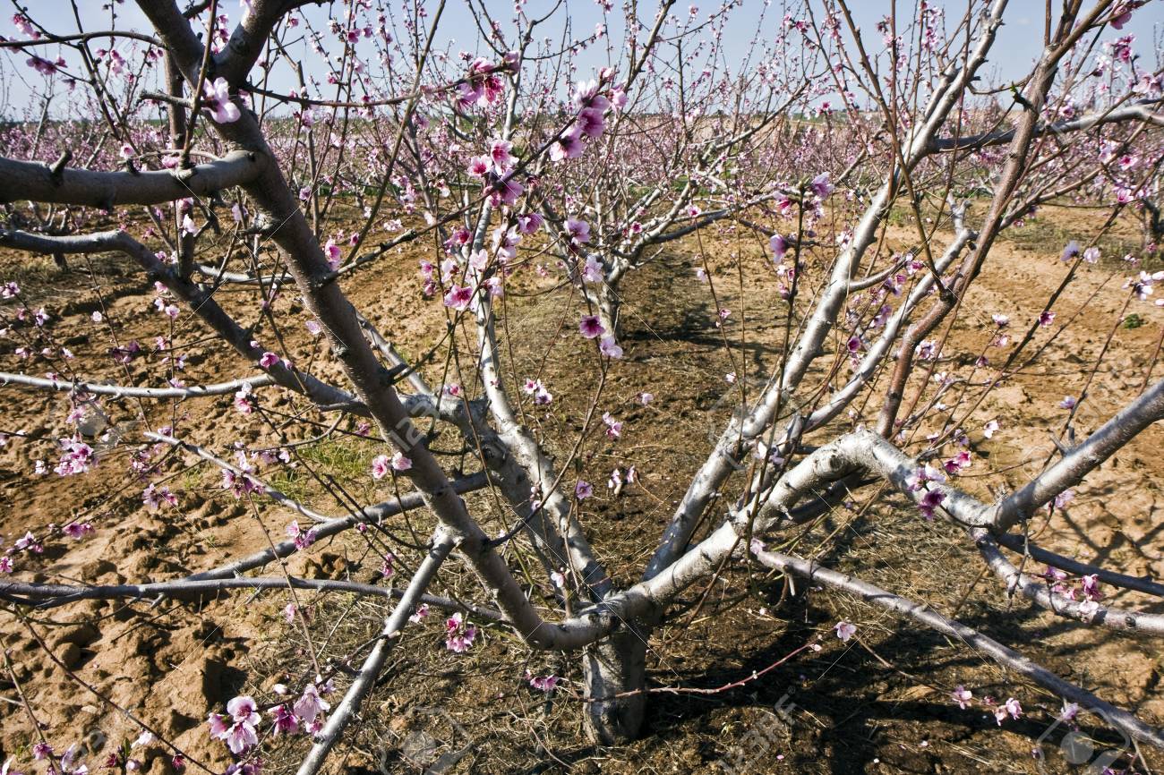 Paysage Avec Des Arbres Fruitiers Avec Des Fleurs En Israël En Hiver