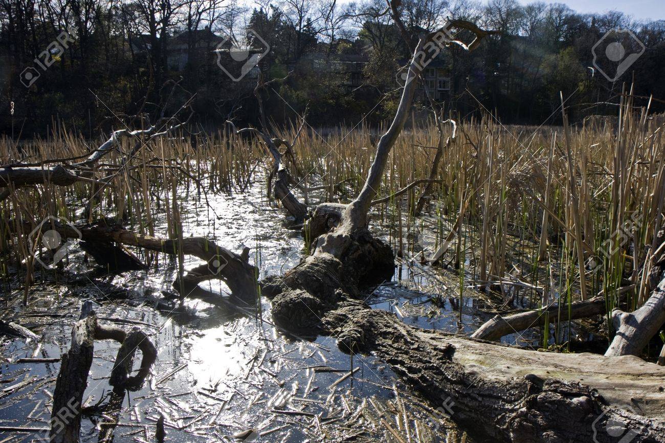 トロント公園内旧沼地エリア の写真素材 画像素材 Image