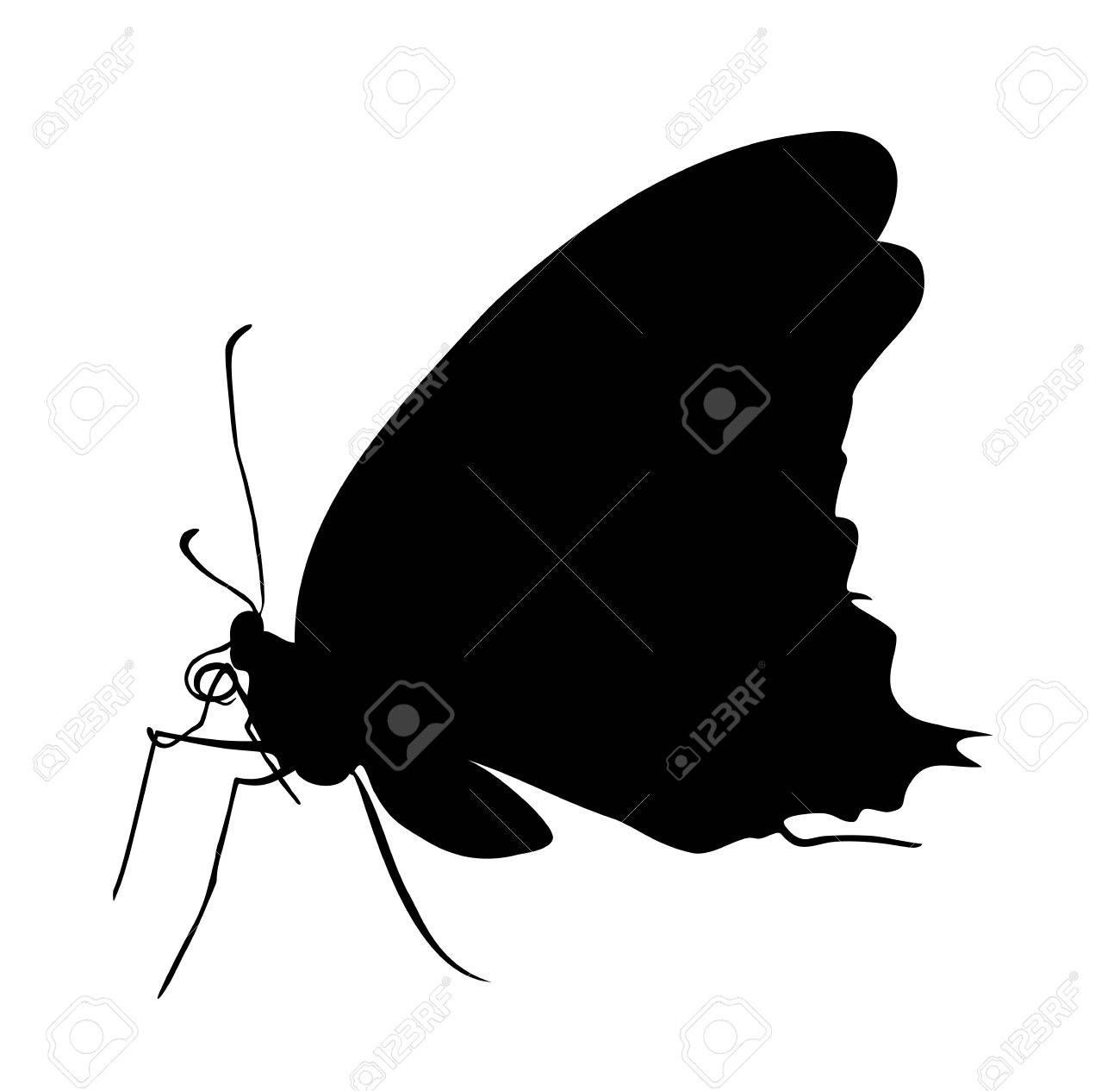 黒蝶シルエット イラスト の写真素材 画像素材 Image