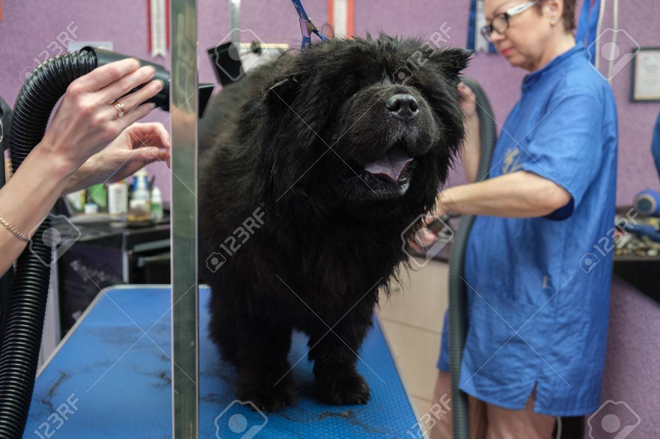 chow chow grooming tools