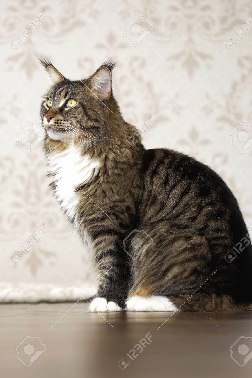 gloucester animal shelter