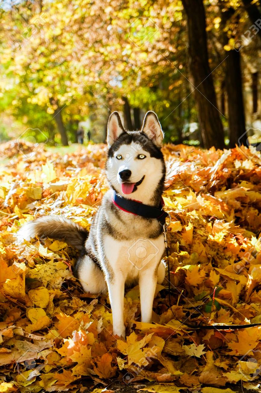 Grey Beautiful Cat In The Country The Outdoors Portrait Stock Photo -  Download Image Now - iStock, image size:866x1300