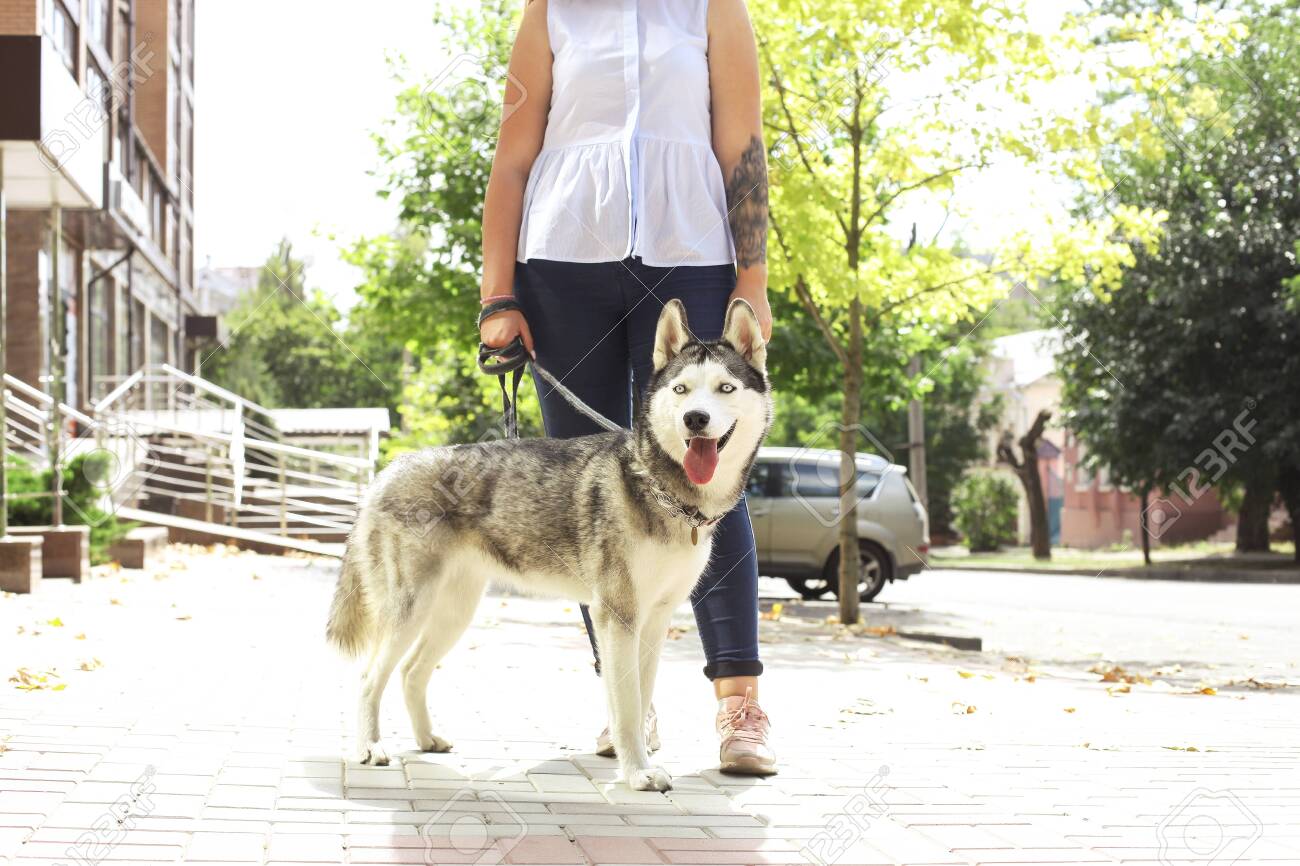 Young Beautiful Curvy Woman Walking Her Cute Furry Siberian Husky Stock Photo Picture And Royalty Free Image Image 116938497