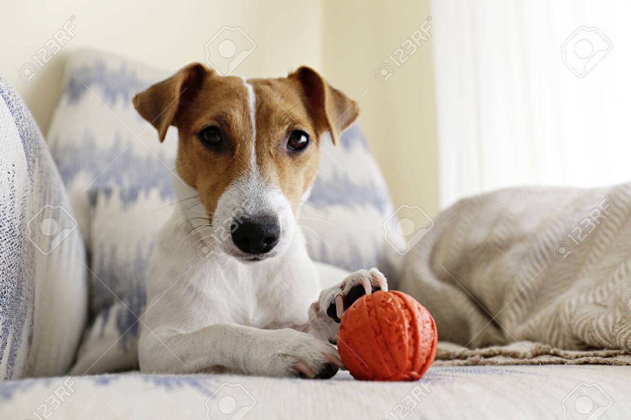 Curious Jack Russell Terrier Puppy Playing With Favorite Toy Looking At The Camera Adorable Dog With