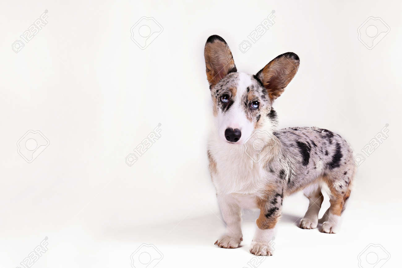 merle corgi