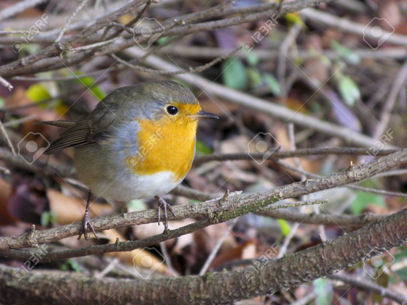 Les Petits Gris Jaune Oiseau Caché Dans Les Buissons Les Lacs Plitivce Croatie Automne 2008