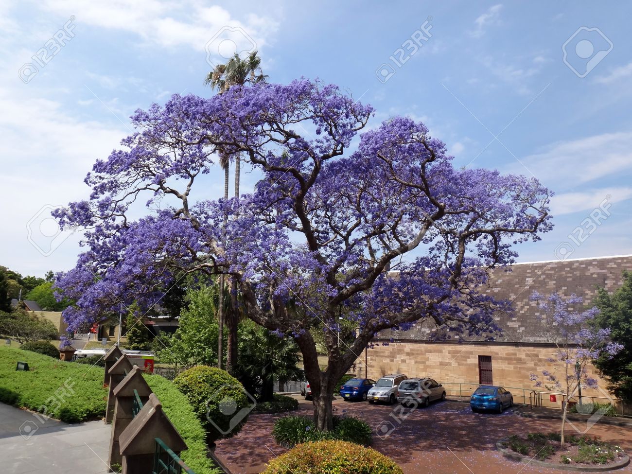 Beautiful Large Jacaranda Tree In Australia Stock Photo Picture And Royalty Free Image Image Beautiful Large Jacaranda Tree In Australia Stock Photo Picture And Royalty Free Image Image