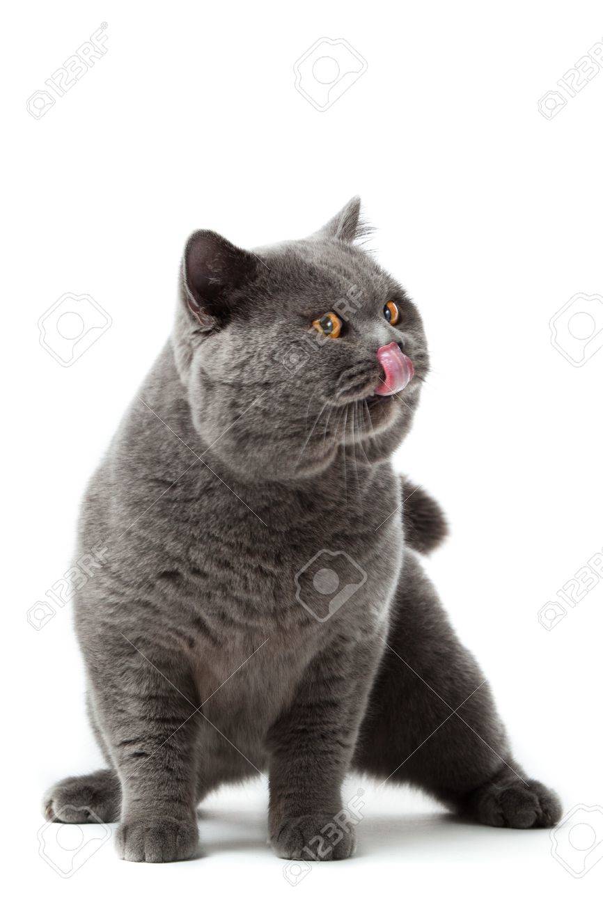 British Shorthair Chat Sur Un Fond Blanc British Cat Isolé