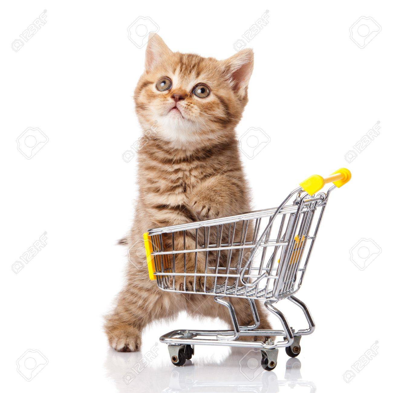 kitten shopping