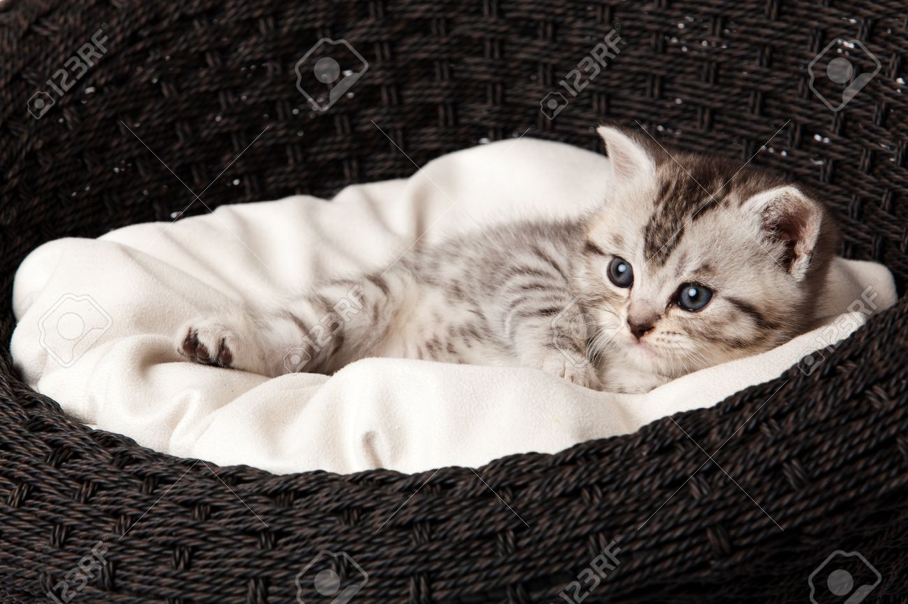cat sleeping basket