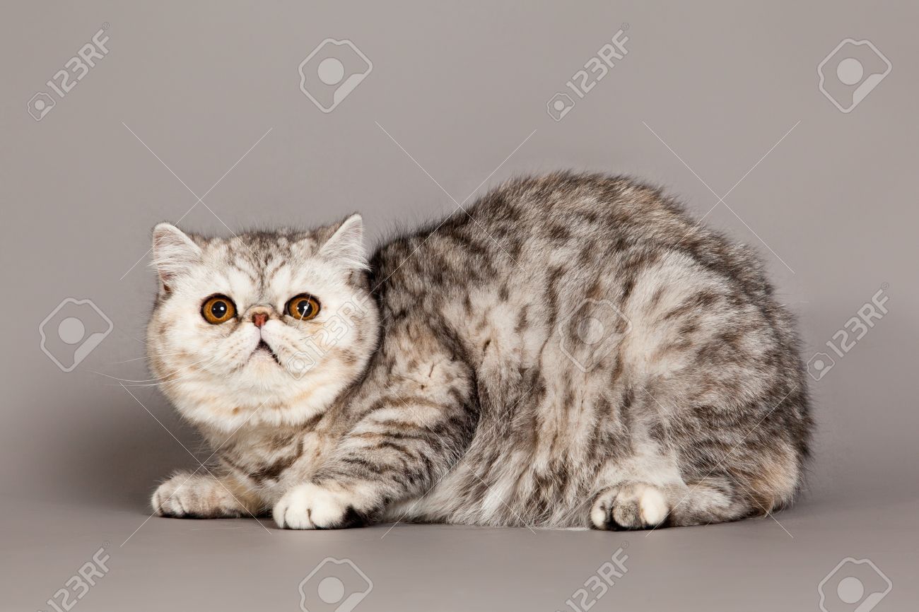 Exotic Shorthair Cat Persian Cat On Grey Background Stock Photo