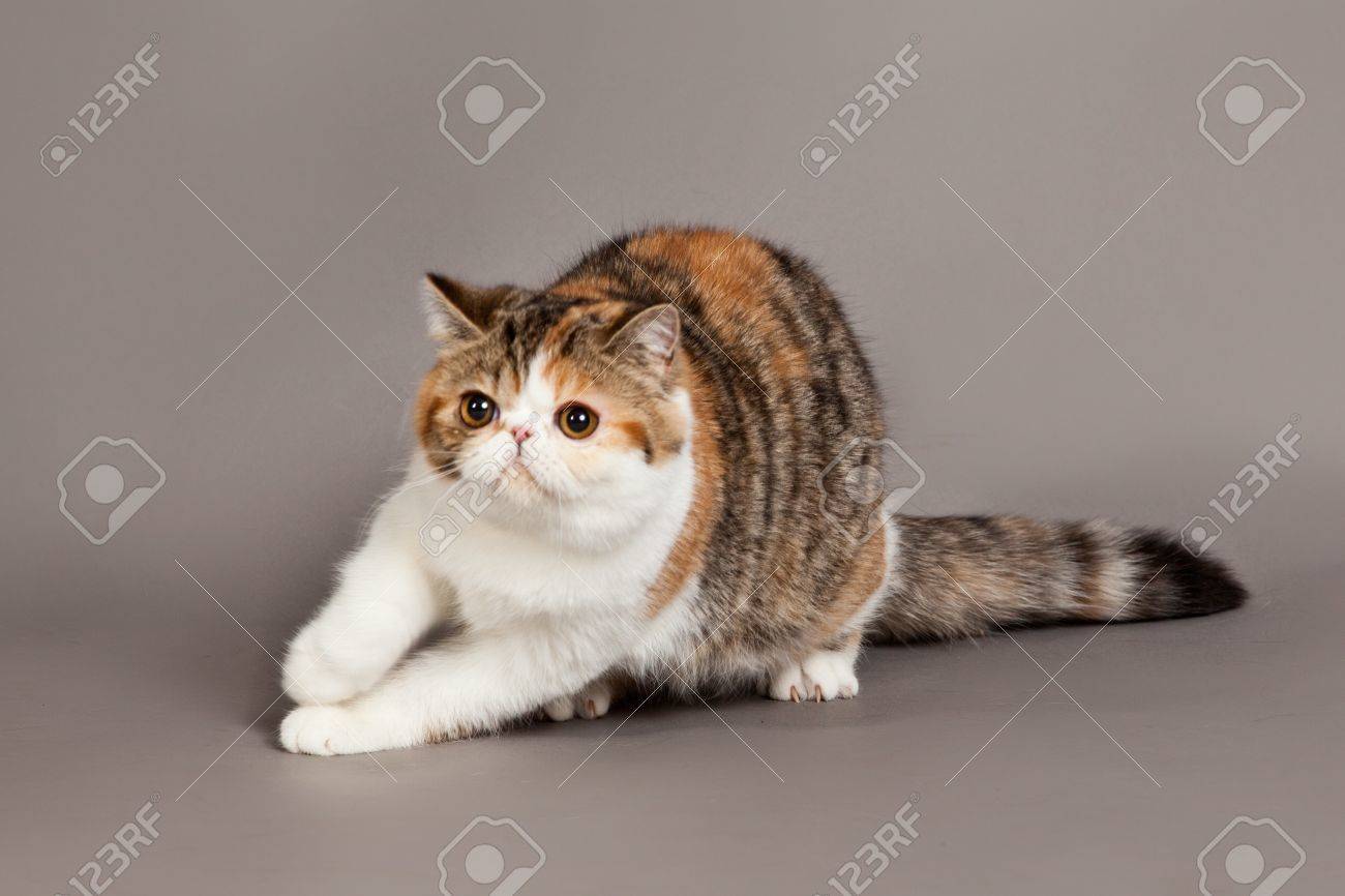 Exotic Shorthair Cat Persian Cat On Grey Background Stock Photo