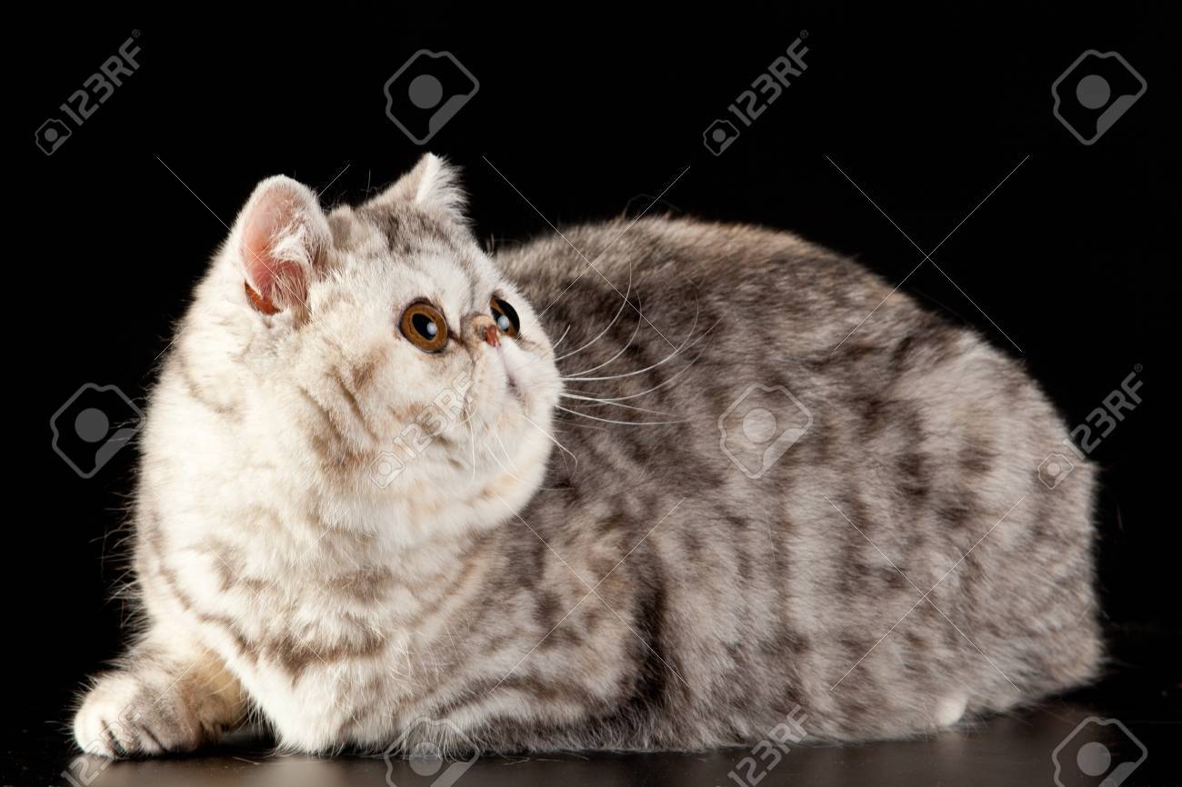 Exotic Shorthair Cat Exotic Domestic Cat On Black Background