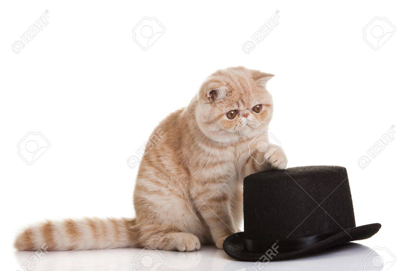 Exotic Shorthair Cat Cute Tabby Kitten Playing On White Background