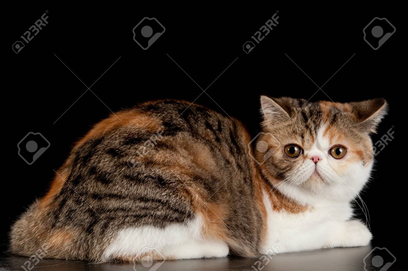 Exotic Shorthair Cat Exotic Domestic Cat On Black Background