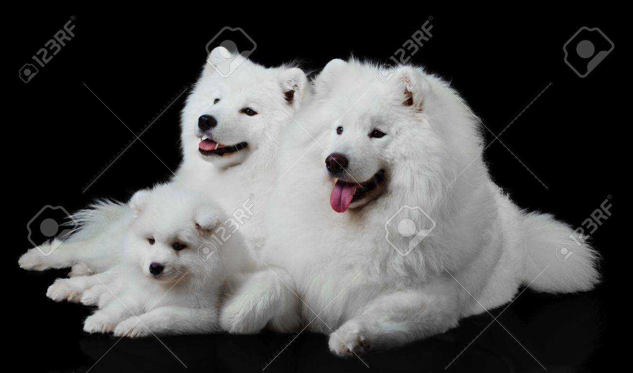 サモエド犬の家族 の写真素材 画像素材 Image サモエド犬の家族 の写真素材 画像素材 Image