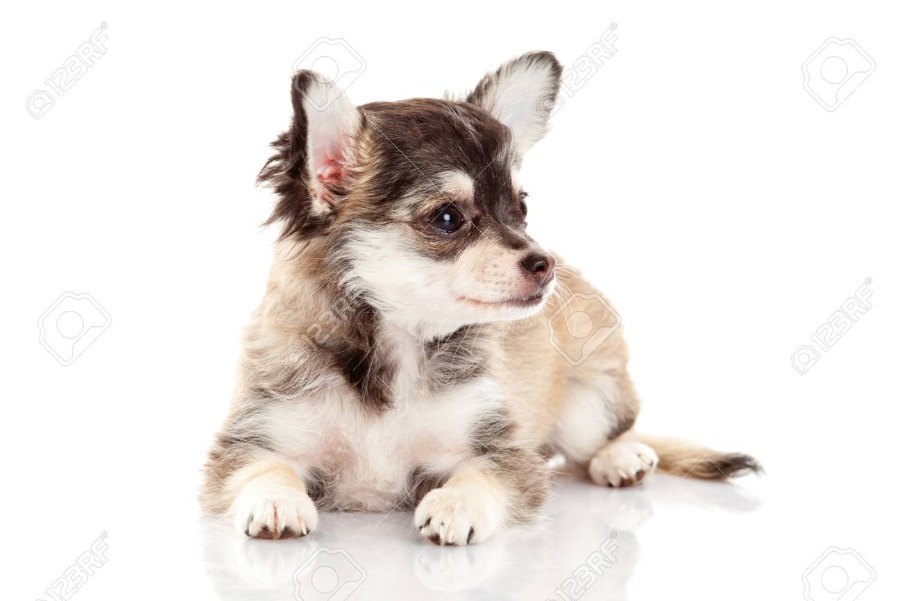 白い背景にチワワかわいいチワワ犬 の写真素材 画像素材 Image