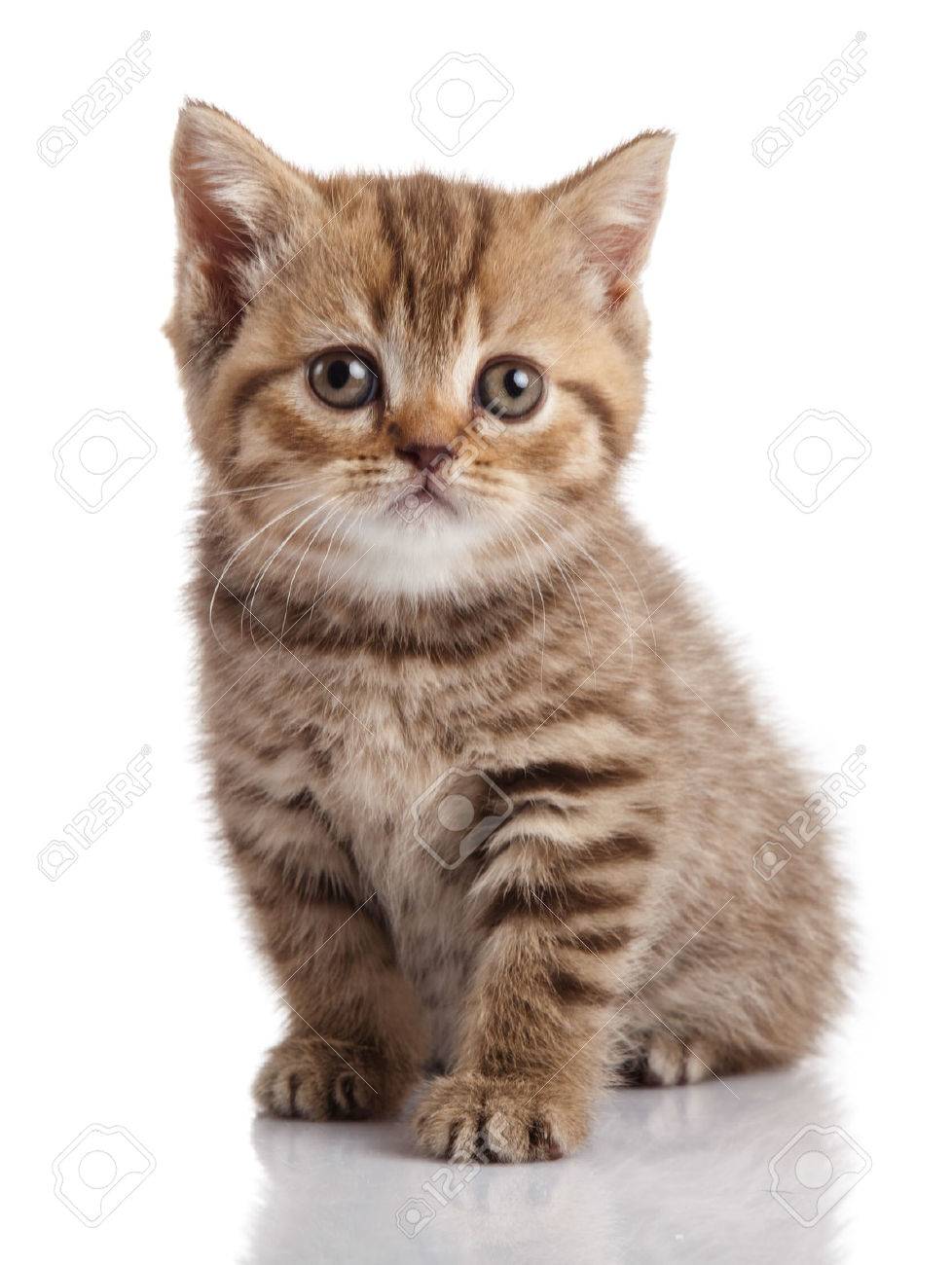 白い背景の上の子猫 の写真素材 画像素材 Image