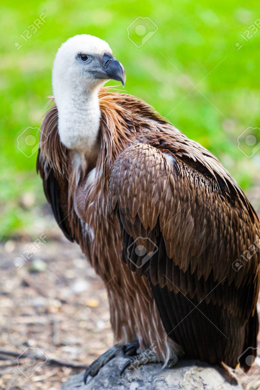 シロエリハゲワシとハゲタカの博物図版　アンティーク　版画　フランス　1700年代 c501c011676ba1fb699a31cbcb027c