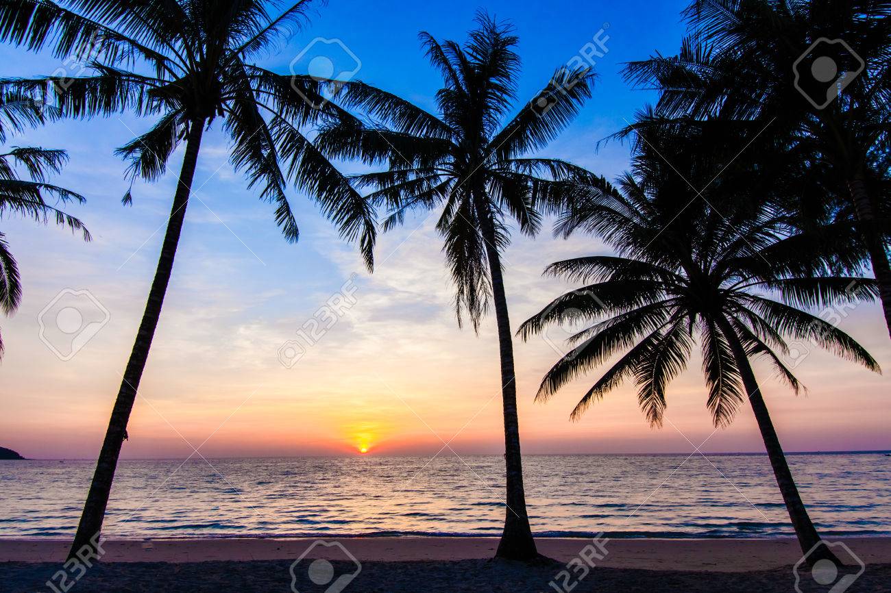 Schone Tropischen Sonnenuntergang Mit Palmen Trees Tropical Strand Palmen Auf Dem Ozean Strand Lizenzfreie Fotos Bilder Und Stock Fotografie Image