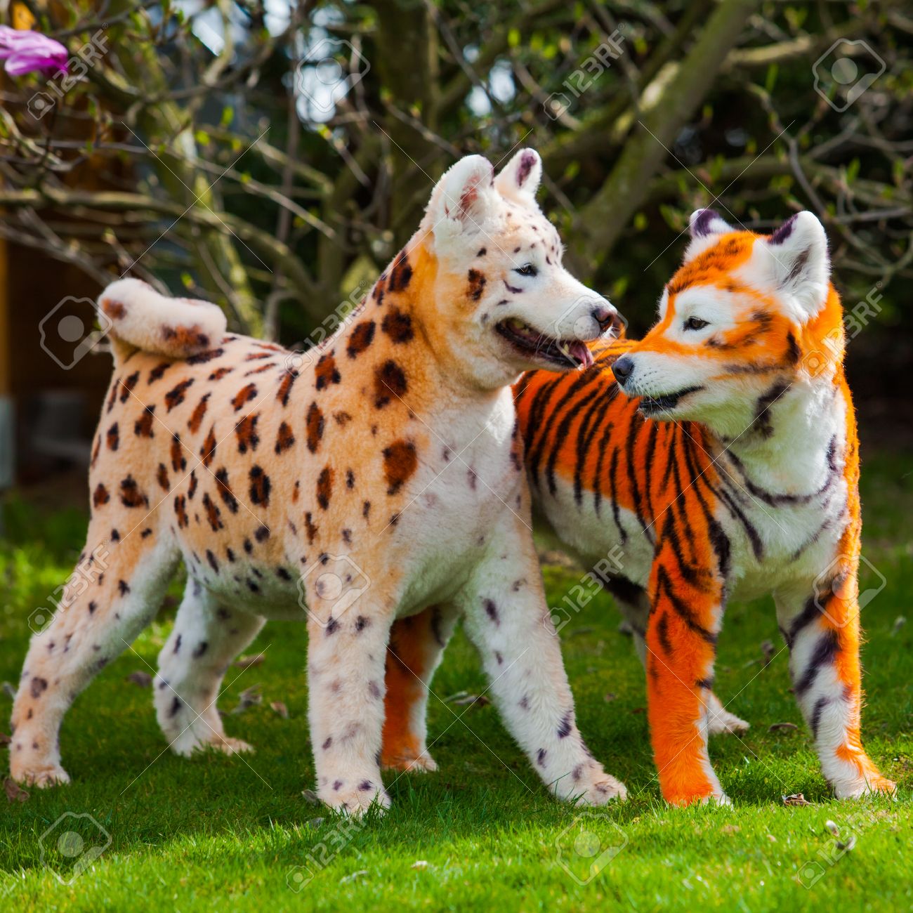 サモエド犬ヒョウそしてトラ上に再描画します 手入れの行き届いた犬 ペット手入れをすること サモエド犬 の写真素材 画像素材 Image サモエド犬ヒョウそしてトラ上に再描画します 手入れの行き届いた犬 ペット手入れをすること サモエド犬 の写真素材 画像素材 Image