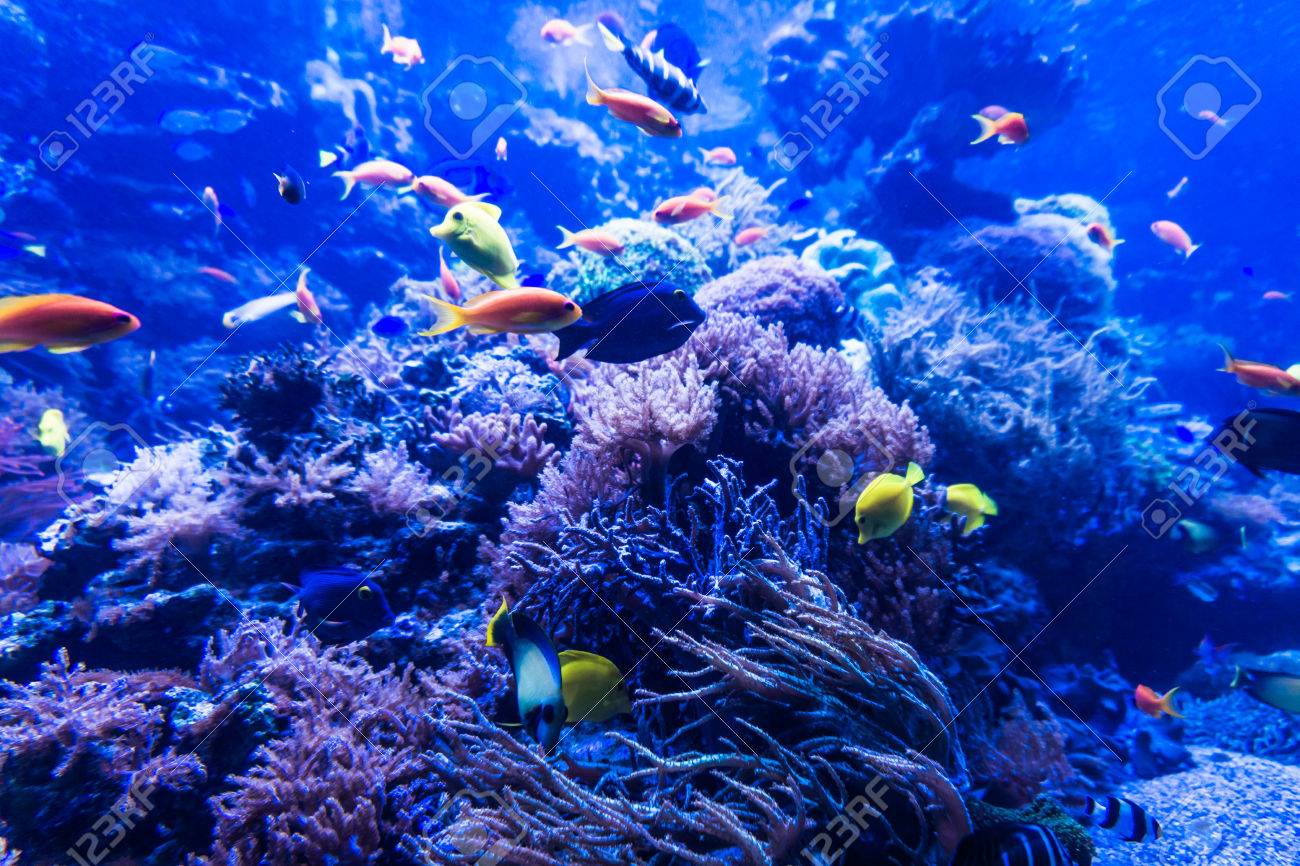 ジョアンフック サンゴ礁の熱帯魚 285/900 ジョアンフック サンゴ礁の