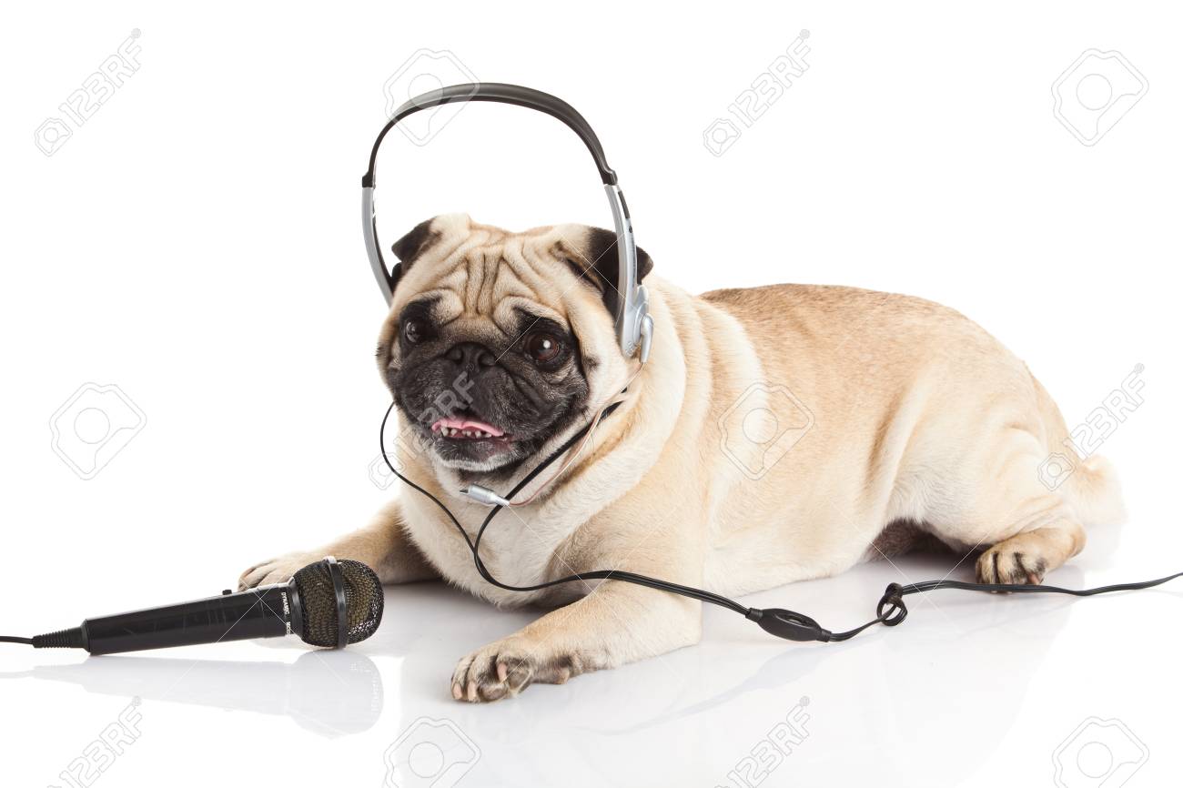 ヘッドフォンを持つ犬 の写真素材 画像素材 Image