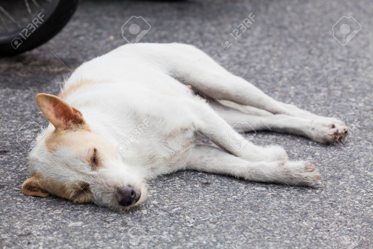 etiam-dictum-ipsum-a-felis