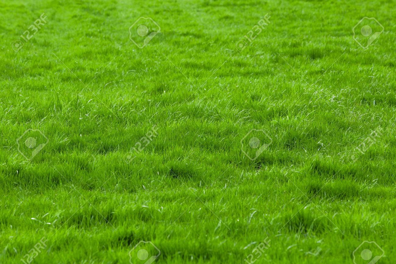 緑の草の背景 緑の草のテクスチャ の写真素材 画像素材 Image 緑の草の背景 緑の草のテクスチャ の写真素材 画像素材 Image