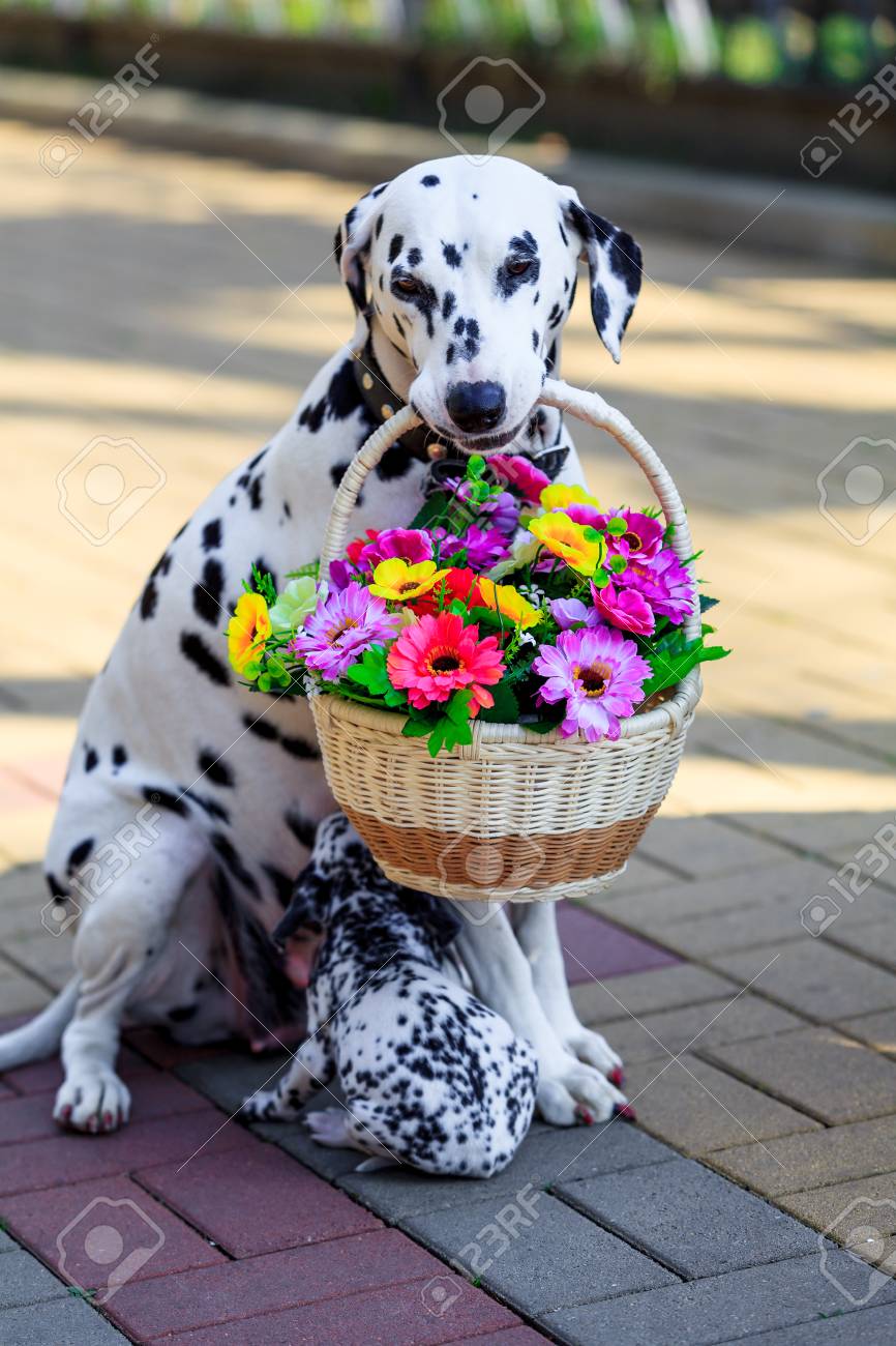 ダルメシアン犬 犬が口の中で花をくわえています の写真素材 画像素材 Image