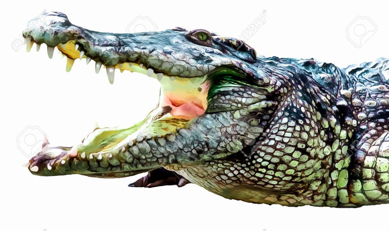 Crocodile On White Background. Alligator Head Illustration Stock Photo,  Picture and Royalty Free Image. Image 74342862., image size:1300x773