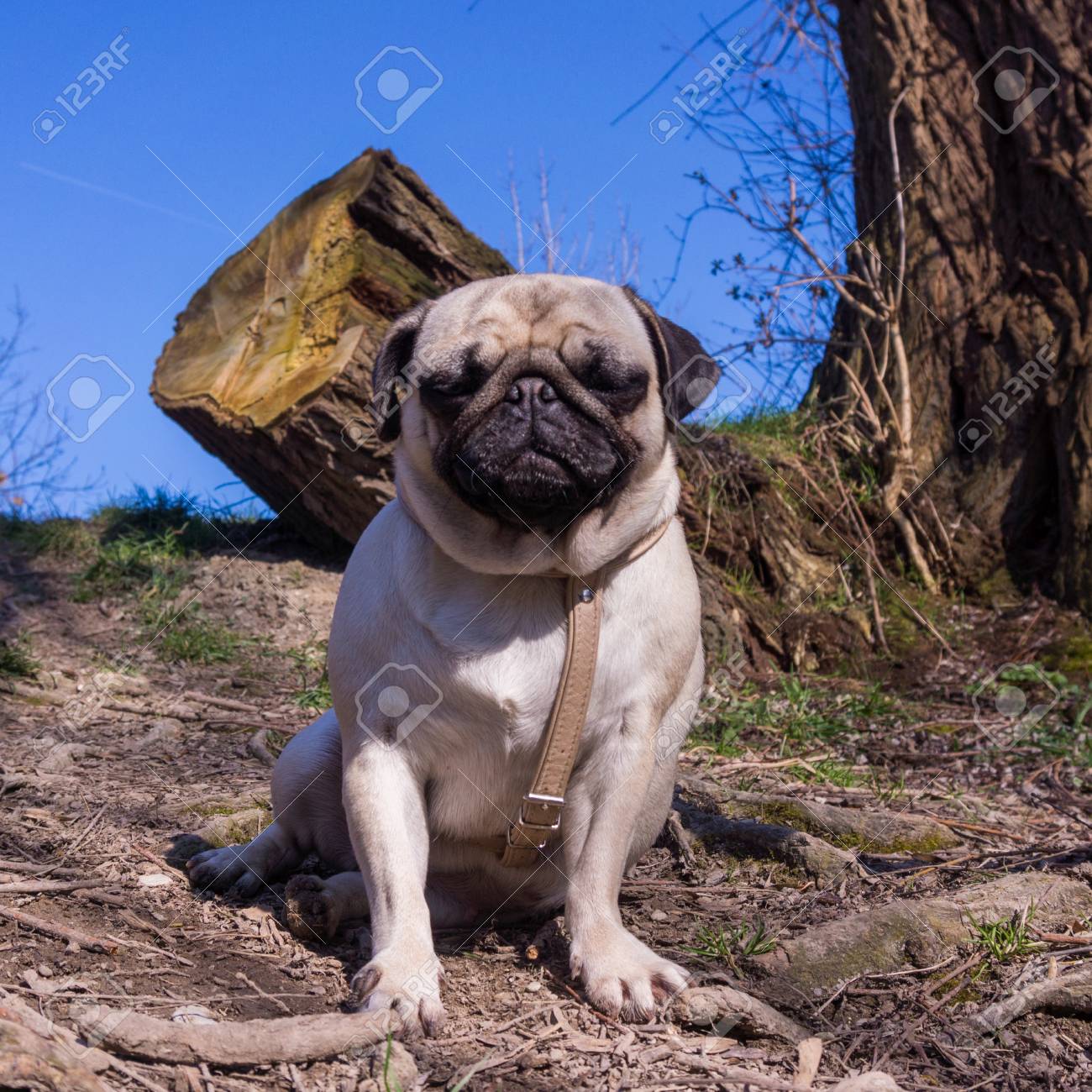 夏の公園のパグ犬 の写真素材 画像素材 Image