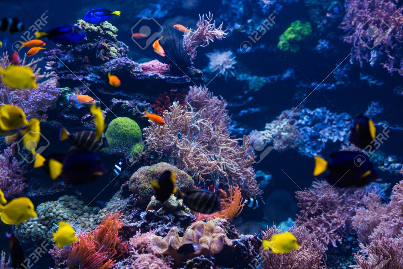 水中シーン サンゴ礁 カラフルな魚群 の写真素材 画像素材 Image