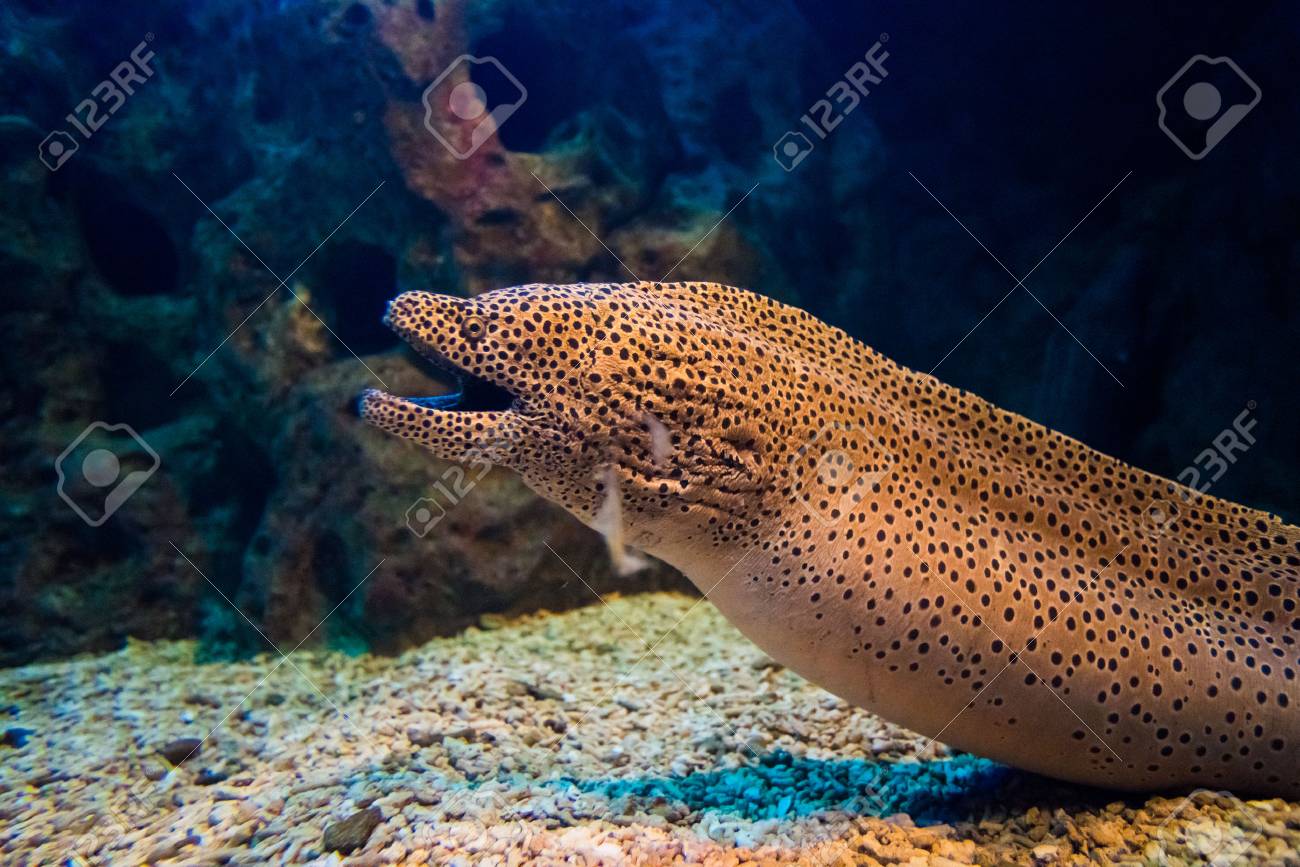 Image result for moray eel