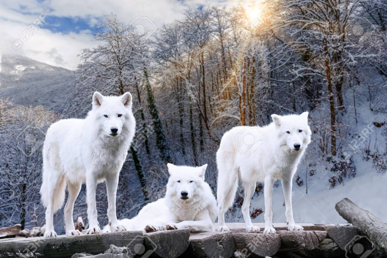 ホッキョクオオカミ。冬の森の白いオオカミの写真素材・画像素材 Image