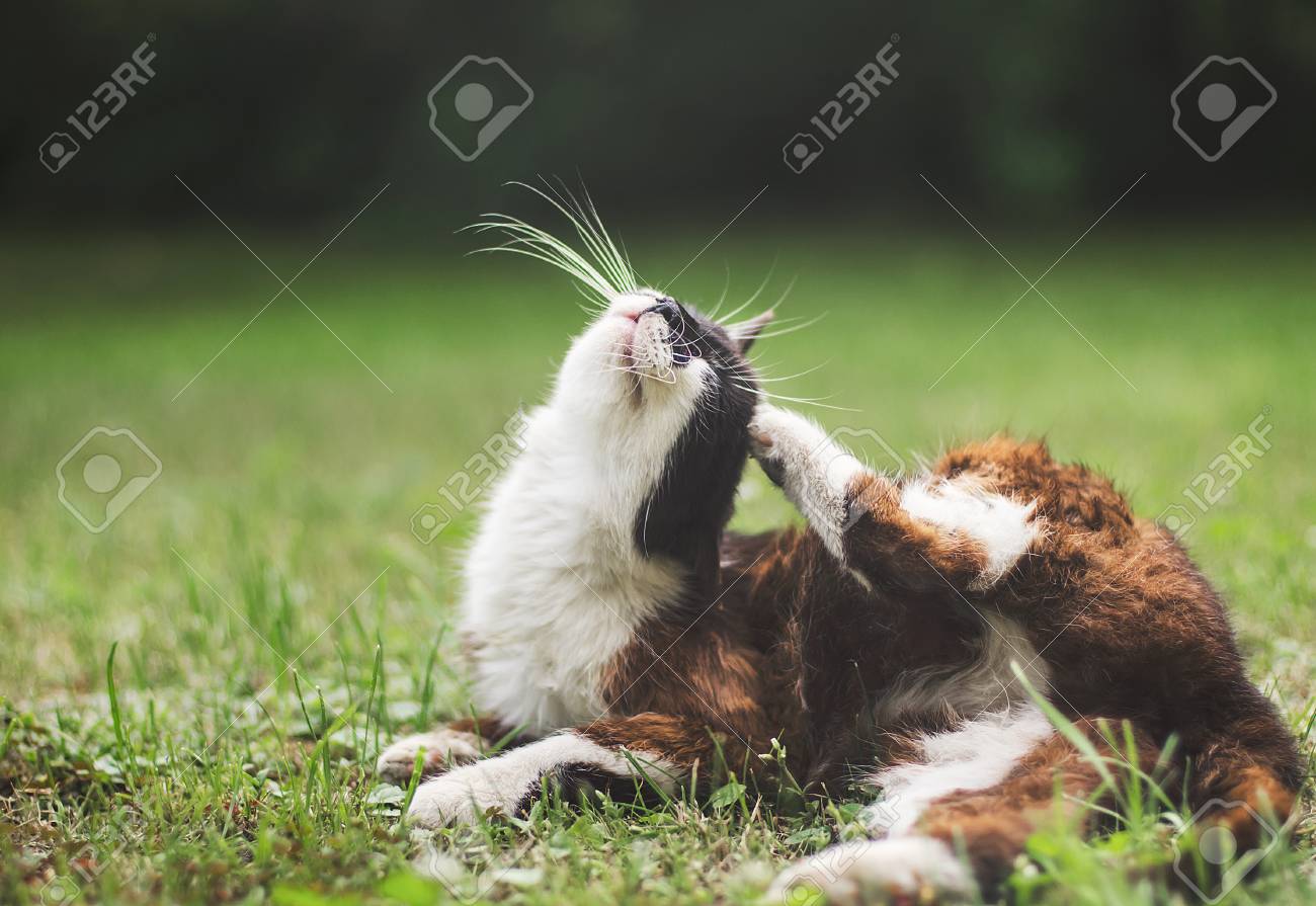 etiam-dictum-ipsum-a-felis