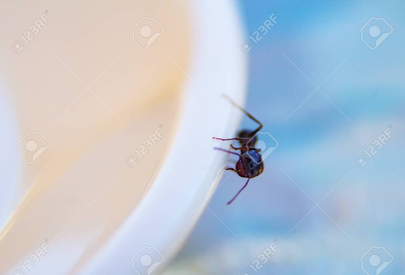 Ants At The Kitchen Black Ant On A White Background Messor