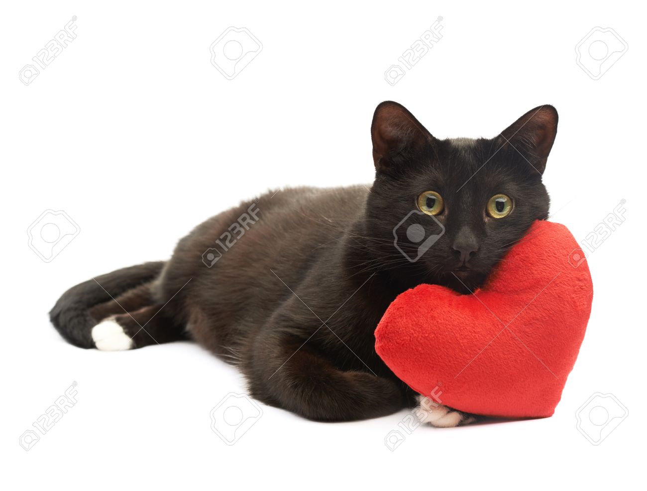 gato negro de peluche