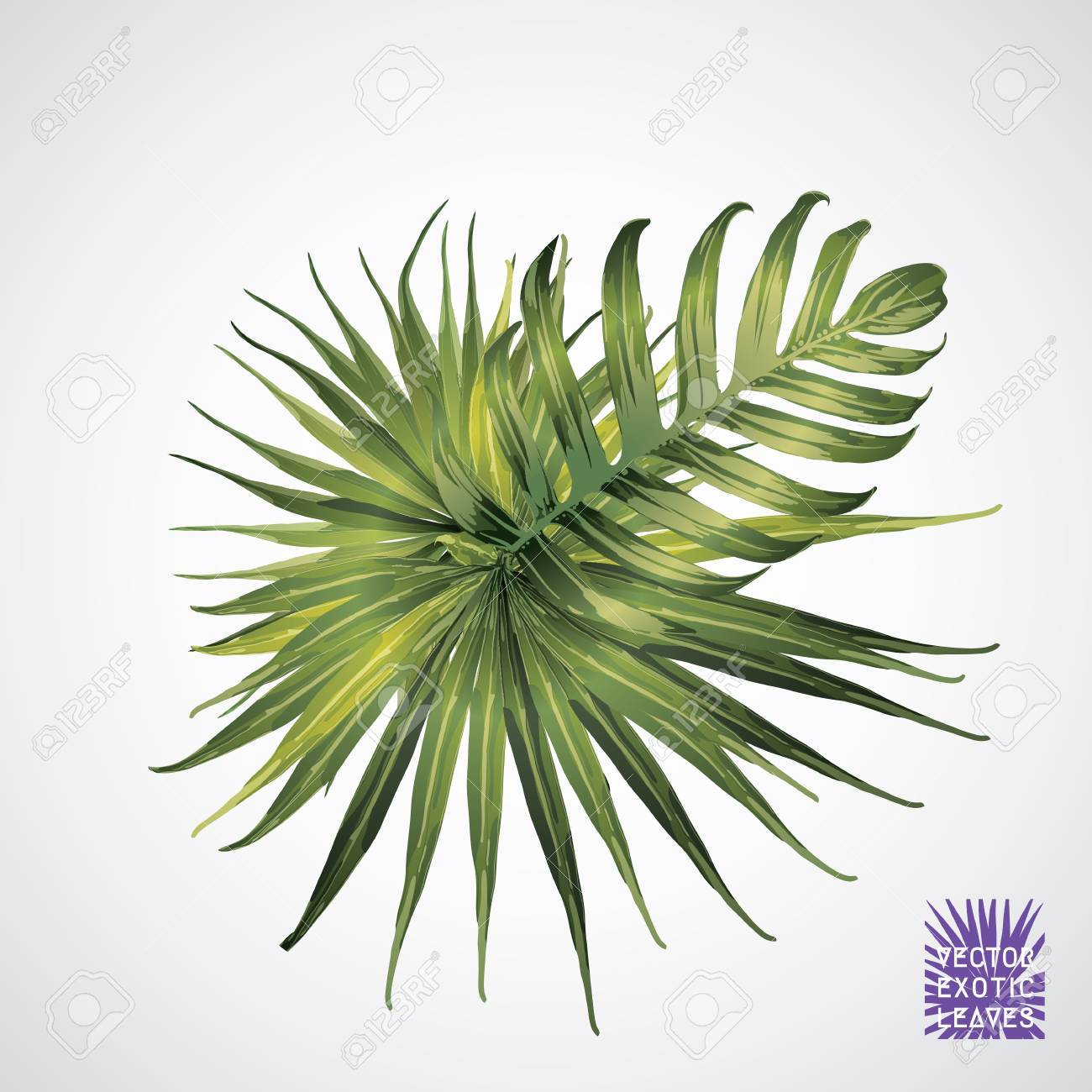 熱帯の葉ベクトルグリーンヤシの葉 エキゾチックな植物のシルエット 白い背景に隔離された植物要素 夏のハワイアン手描きベクトル熱帯葉 モンテラ シダ ヤシ ハイビスカスのイラスト素材 ベクタ Image