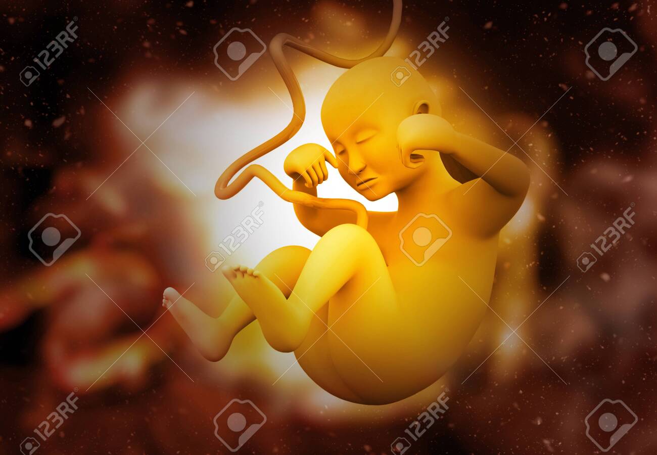Fetus Anatomy. science background. 3d illustration - 150170755 Fetus Anatomy. science background. 3d illustration - 150170755